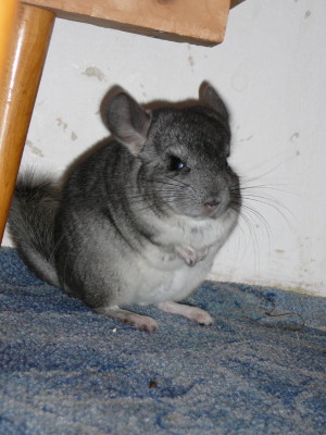 Mimčo (6).JPG